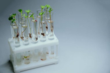 İçi sıvı ve mikro yeşillik dolu saydam cam test tüplerinin yakın görüntüsü. Arka planda izole edilmiş. Laboratuvarda mikroçim yetiştiriyorum. Sağlıklı gıda konsepti büyüyor.