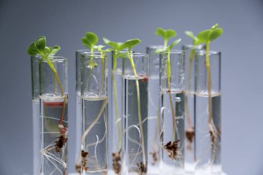 İçi sıvı ve mikro yeşillik dolu saydam cam test tüplerinin yakın görüntüsü. Arka planda izole edilmiş. Laboratuvarda mikroçim yetiştiriyorum. Sağlıklı gıda konsepti büyüyor.