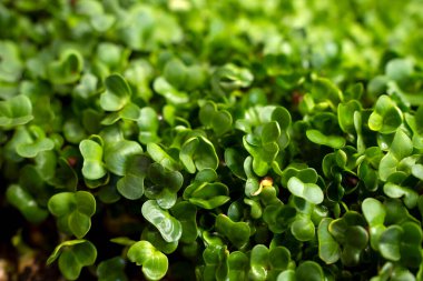 Evdeki kabın içinde büyüyen mikro yeşillikler. Bahçıvan sebze bahçesinde tohum ekiyor. Hindistan cevizi substratında mikro yeşiller. Evde bahçıvanlık. Sağlıklı gıda konsepti. Seçici odak.