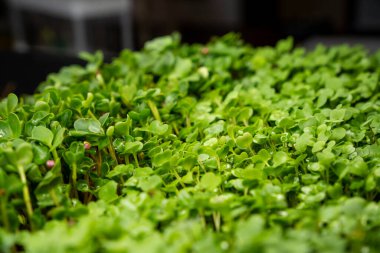 Evdeki kabın içinde büyüyen mikro yeşillikler. Bahçıvan sebze bahçesinde tohum ekiyor. Hindistan cevizi substratında mikro yeşiller. Evde bahçıvanlık. Sağlıklı gıda konsepti. Seçici odak.