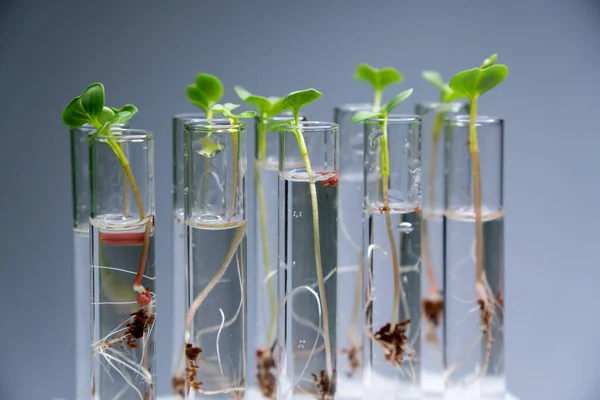 Close up view of transparent glass test tubes with liquid and micro greens inside. Isolated on background. Growing microgreens in the laboratory. Growing healthy food concept.