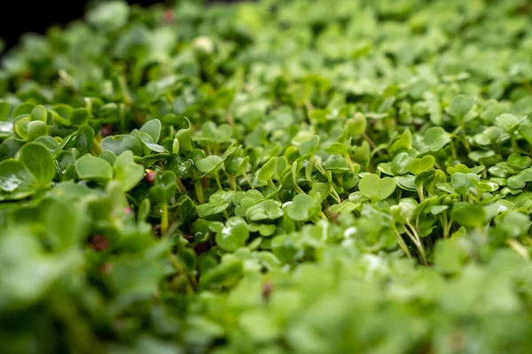 Growing Microgreens Container Home Gardener Planting Young Seedlings Vegetable Garden — Stock Photo, Image