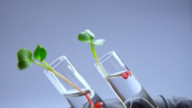 ... şişede büyüyen mikro yeşilin yakın plan çekimi.