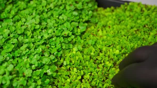 Крупный План Горшка Микрозелеными Растениями Лаборатории — стоковое видео