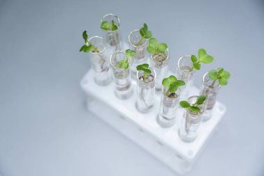 İçi sıvı ve mikro yeşillik dolu saydam cam test tüplerinin yakın görüntüsü. Arka planda izole edilmiş. Laboratuvarda mikroçim yetiştiriyorum. Sağlıklı gıda konsepti büyüyor.