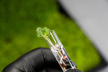 İçi sıvı ve mikro yeşillik dolu saydam cam test tüplerinin yakın görüntüsü. Arka planda izole edilmiş. Laboratuvarda mikroçim yetiştiriyorum. Sağlıklı gıda konsepti büyüyor.