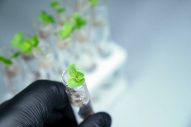 İçi sıvı ve mikro yeşillik dolu saydam cam test tüplerinin yakın görüntüsü. Arka planda izole edilmiş. Laboratuvarda mikroçim yetiştiriyorum. Sağlıklı gıda konsepti büyüyor.