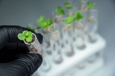 İçi sıvı ve mikro yeşillik dolu saydam cam test tüplerinin yakın görüntüsü. Arka planda izole edilmiş. Laboratuvarda mikroçim yetiştiriyorum. Sağlıklı gıda konsepti büyüyor.