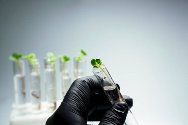 İçi sıvı ve mikro yeşillik dolu saydam cam test tüplerinin yakın görüntüsü. Arka planda izole edilmiş. Laboratuvarda mikroçim yetiştiriyorum. Sağlıklı gıda konsepti büyüyor.