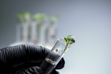 İçi sıvı ve mikro yeşillik dolu saydam cam test tüplerinin yakın görüntüsü. Arka planda izole edilmiş. Laboratuvarda mikroçim yetiştiriyorum. Sağlıklı gıda konsepti büyüyor.