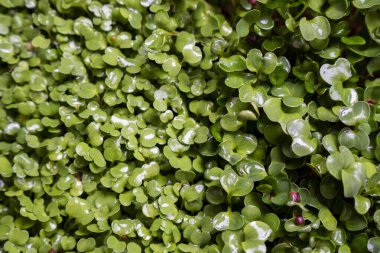 Growing microgreens in container at home. Gardener planting young seedlings in vegetable garden. Micro greens on coconut substrate. Home gardening.  Growing healthy food concept. Selective focus.