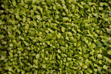 Evdeki kabın içinde büyüyen mikro yeşillikler. Bahçıvan sebze bahçesinde tohum ekiyor. Hindistan cevizi substratında mikro yeşiller. Evde bahçıvanlık. Sağlıklı gıda konsepti. Seçici odak.