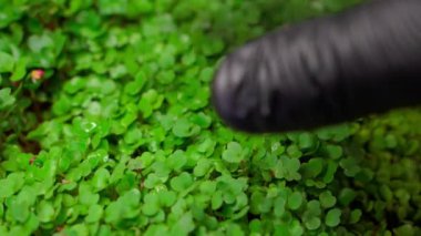 Laboratuvarda mikro yeşil bitkilerle yakın çekim.