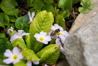 Bal arısı bahçedeki küçük çiçeklerin polenlerini topluyor. Çiçeğin yanındaki yabanarısı. Büyük çizgili bir arı, güneşli bir günde beyaz bir çiçekte bal toplar.. 
