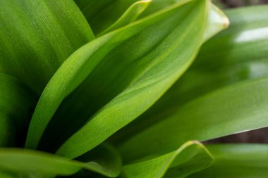 Büyük yeşil yapraklı bitki. Yeşil sulu, soyut detaylarla dolu bir bitki. Büyük, etli, sulu bir çöl.. 