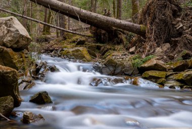 Mountain stream in spring in the stony forest. Beautiful river flowing by the forest during the Spring. Carpathian, Ukraine spring forest creek