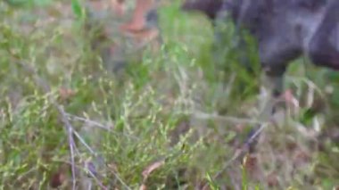 Ukrayna 'daki Karpat Ormanı' nda orta yaşlı erkek avcının görüntüleri 