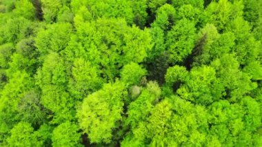 İnsansız hava aracından güzel yeşil Karpat Dağları manzarası