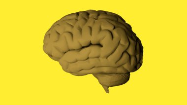 Sarı arkaplanda beynin 3 boyutlu canlandırması