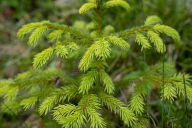 Arkaplan için Çam ağacı dallarının yakın plan çekimleri
