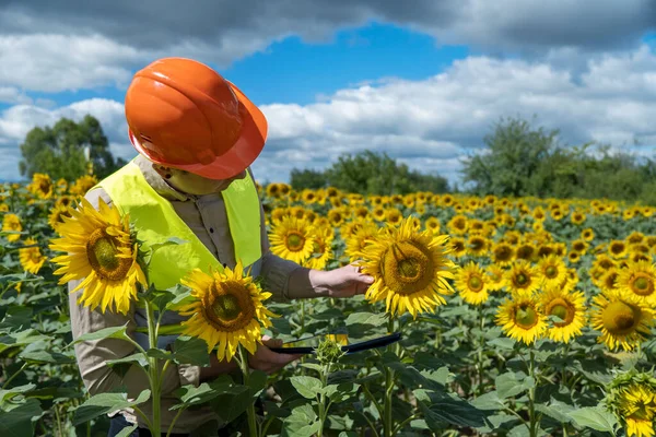 close-up shot of modern agriculture engineer field of sunflowers