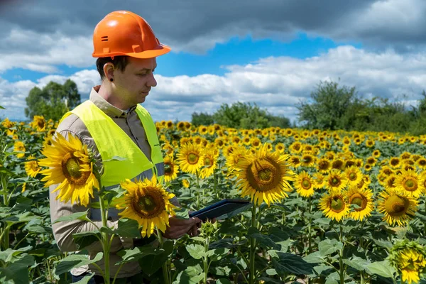 close-up shot of modern agriculture engineer field of sunflowers