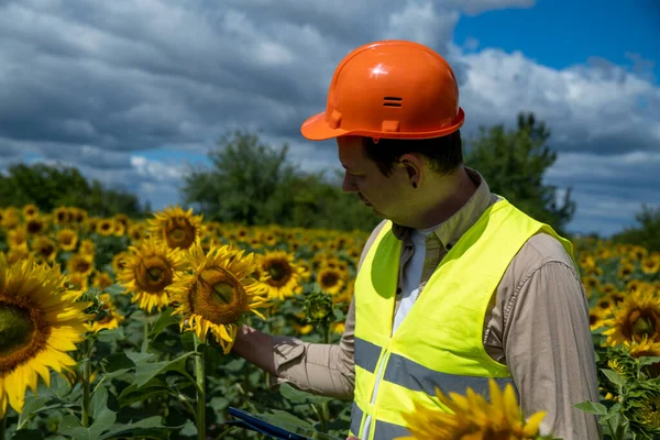 close-up shot of modern agriculture engineer field of sunflowers