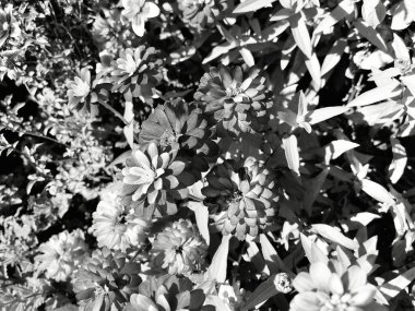 Bir sonbahar günü çiçekler