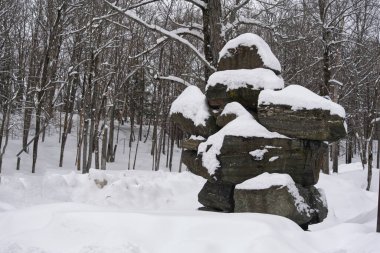 Parkta karla kaplı ağaçlar