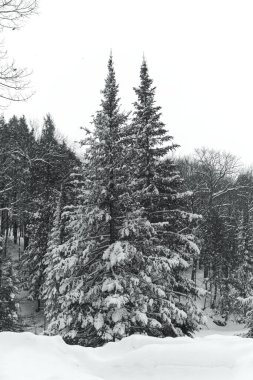 Karla kaplı ağaçlarla kaplı kış manzarası