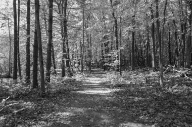 Siyah ve kırmızı renkli bir ormanın dikey görüntüsü.