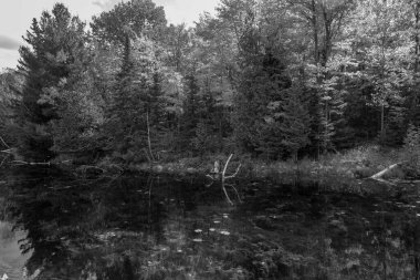 Ağaçlar ve nehirlerle dolu güzel bir manzara.