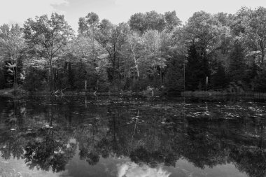 doğanın güzel nehir