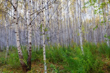 Sibirya 'da sonbahar ormanı