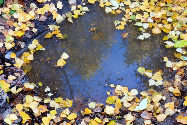 Reflexão Árvores Outono Uma Poça — Fotografia de Stock