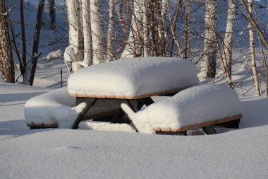  Sibirya 'da kış, ağaçlarda kar.