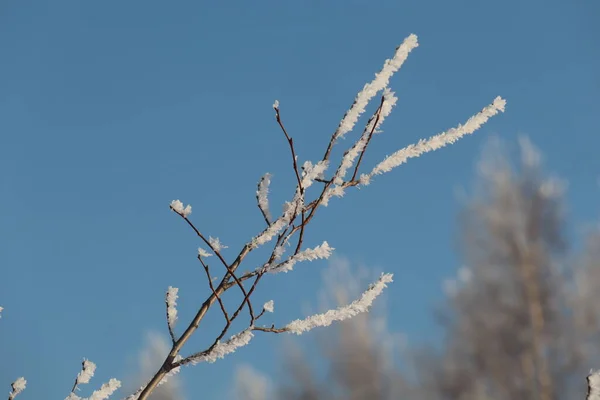 Winter Siberia Snow Trees — Stock Photo, Image