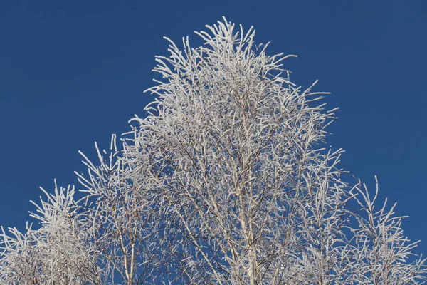 Winter Siberië Sneeuw Aan Bomen — Stockfoto