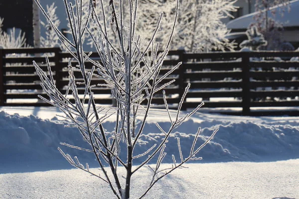 Winter Sibirien Schnee Den Bäumen — Stockfoto