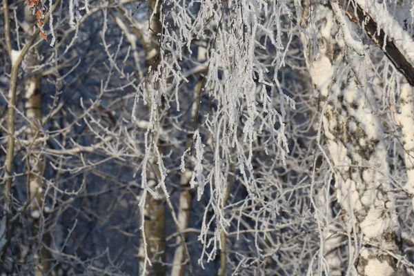 Winter Siberië Sneeuw Aan Bomen — Stockfoto