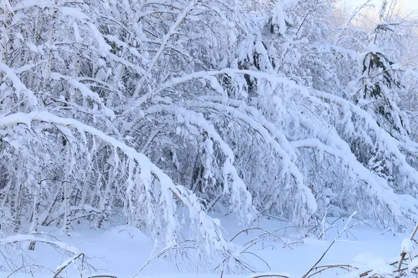 Winter Sibirien Schnee Den Bäumen — Stockfoto