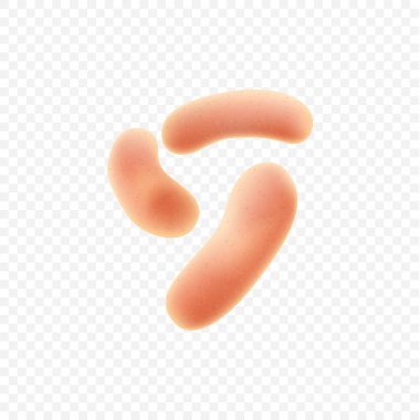 Bir dizi simbiyotik insan bakterisi. Probiyotik mikroorganizmalar kolonisi. İnsan bağırsağı mikroflorası.