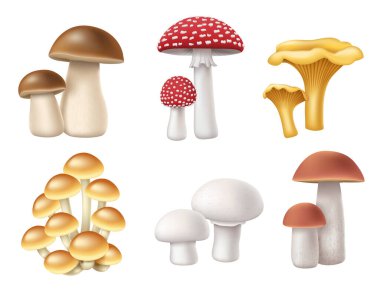 Mantarlar hazır. Gerçekçi 3D bal mantarı, boletus, chanterelle, muscaria sinek agarik ve şampiyon.