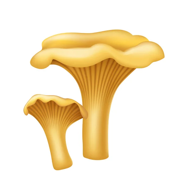 3d chanterelle amarelo cogumelo da floresta. Fungos realistas. Elemento de ingrediente alimentar natural —  Vetores de Stock