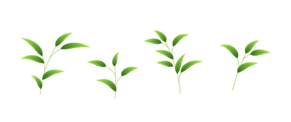 Ρεαλιστικά Φύλλα Μπαμπού Απομονωμένα Λευκό Φόντο Πράσινο Φύλλωμα Μπαμπού Για — Διανυσματικό Αρχείο