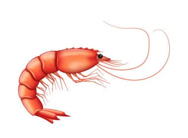 Boiled shrimp isolated on white background. Realistic fresh prawn. Cooked seafood for restaurant, cafe menu. Cooking and food concept. 3d vector illustration