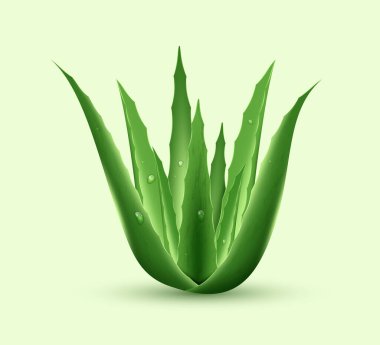 Realistic aloe vera stem with water drops isolated on white background. Green fresh plant. Cosmetics and skincare concept. 3d vector illustration