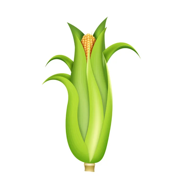 Kolba Kukurydzy Zielone Liście Realistyczne Izolowane Białym Tle Organiczne Jedzenie — Wektor stockowy