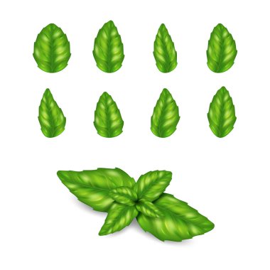 Gerçekçi taze fesleğen yaprakları izole edilmiş. Aromatik baharat çeşnisi, yemek pişirmek için İtalyan geleneksel bitki yaprağı, lezzetli yemek malzemesi. 3d vektör illüstrasyonu