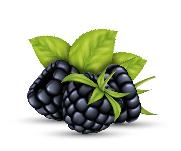 Blackberry Crudo Realista Con Hojas Verdes Frutas Maduras Llenas Nutrición — Vector de stock